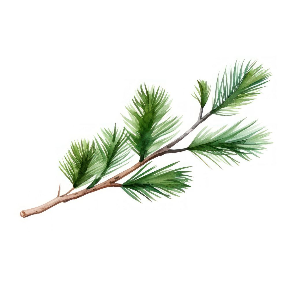 Pine branch plant leaf tree. AI generated Image by rawpixel.