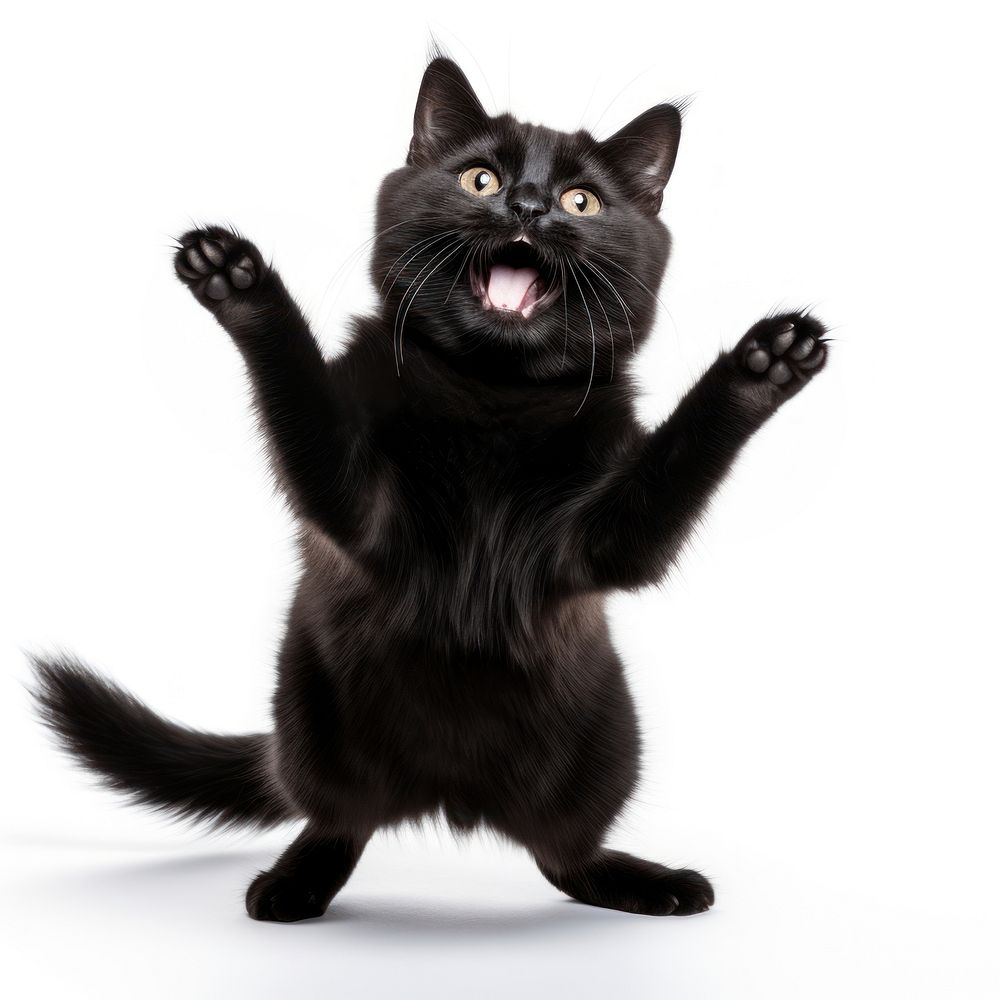Happy smiling dancing black cat mammal animal pet. AI generated Image by rawpixel.