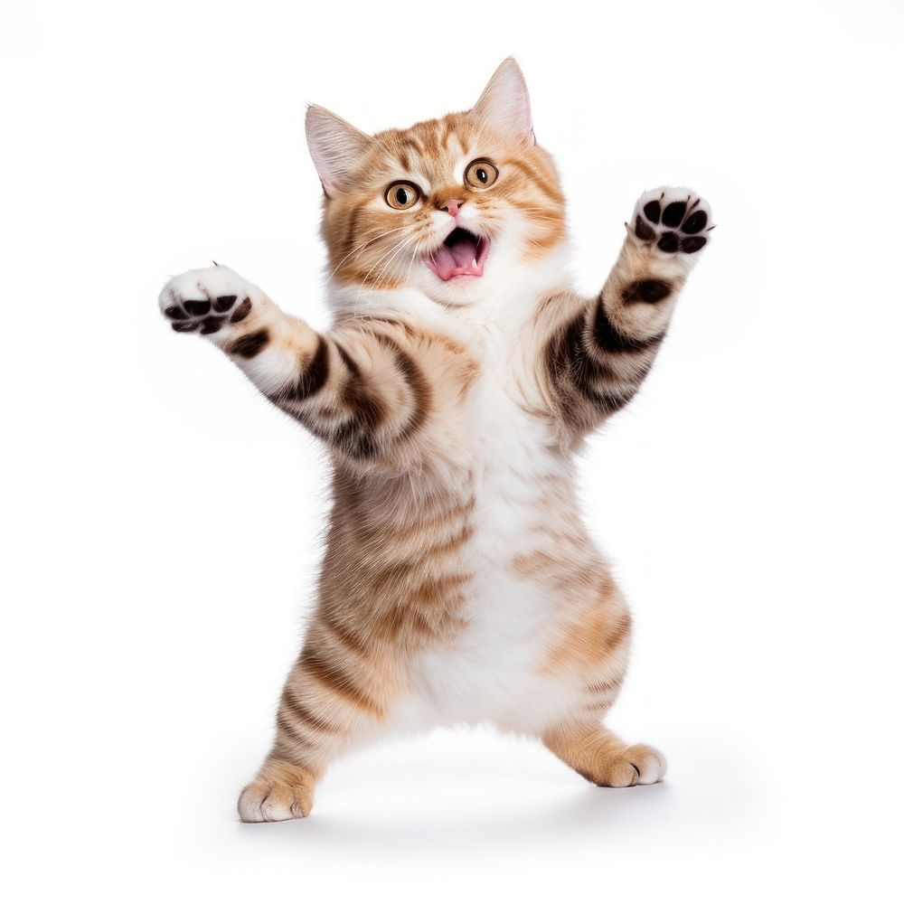 Happy smiling dancing cat mammal animal kitten. AI generated Image by rawpixel.