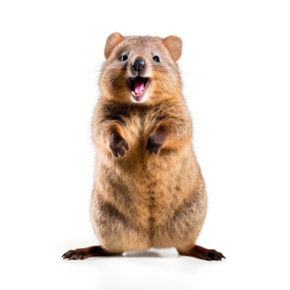 Happy smiling dancing quokka wildlife | Premium Photo - rawpixel