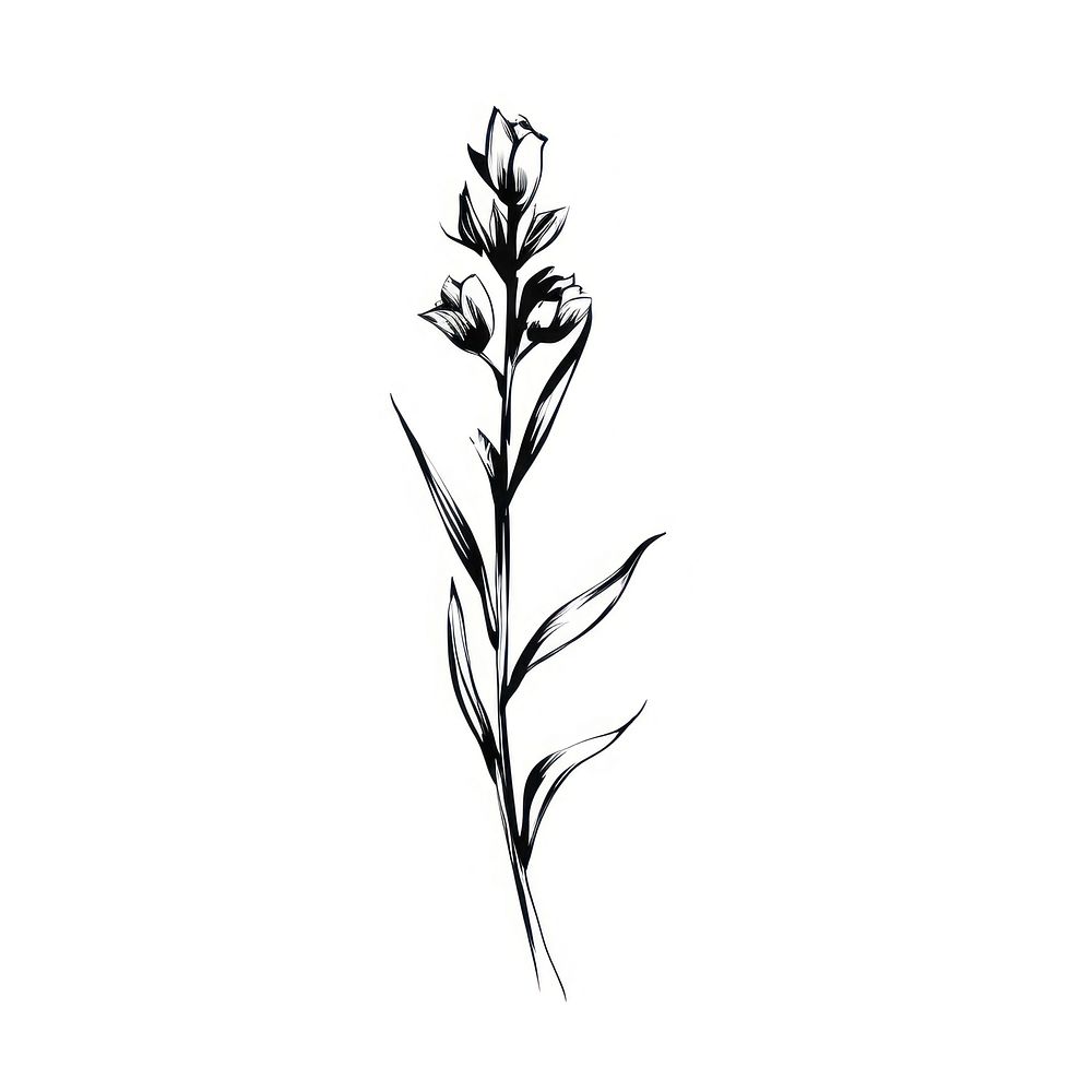 Lavender flower drawing sketch plant. AI generated Image by rawpixel.