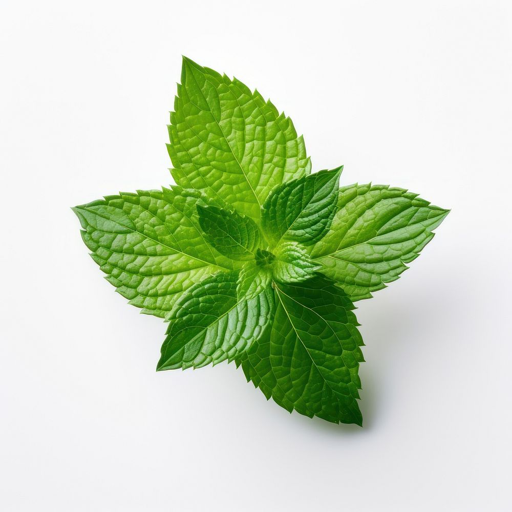 Mint leaf plant herbs white background. AI generated Image by rawpixel.