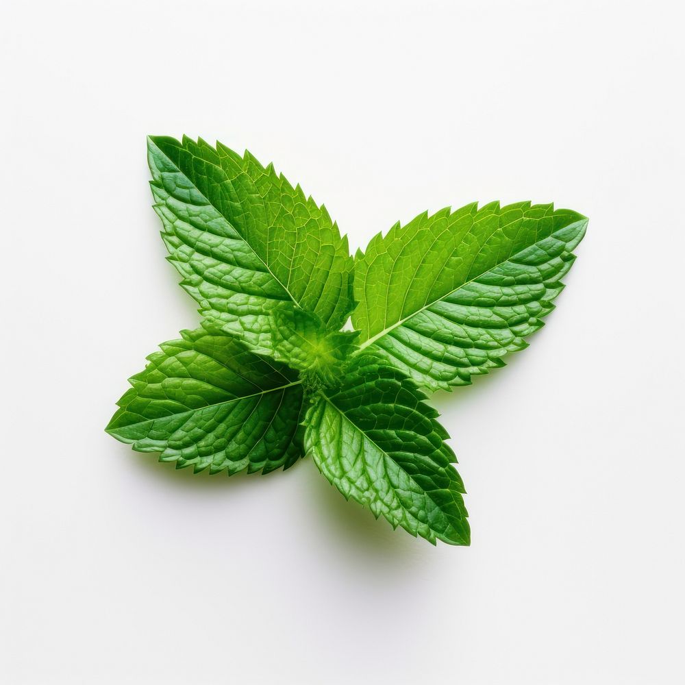 Mint leaf plant herbs white background. AI generated Image by rawpixel.