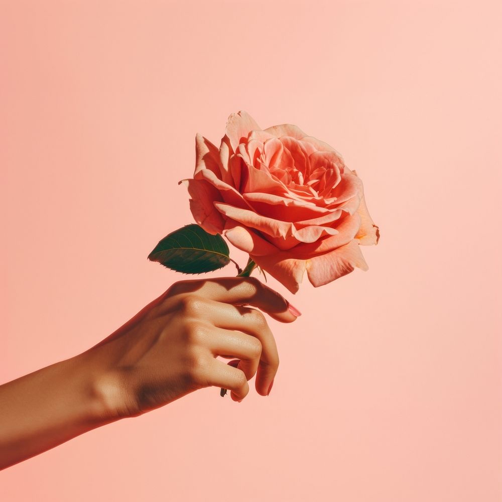 Hand holding a rose flower finger petal. AI generated Image by rawpixel.