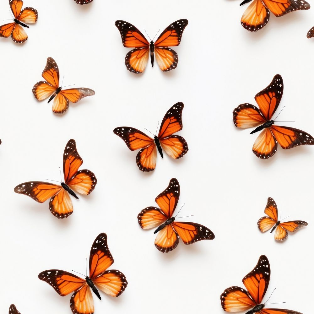 Butterfly backgrounds pattern animal. 