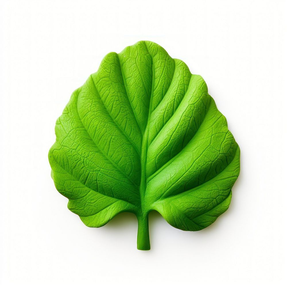 Leaf plant green white background. AI generated Image by rawpixel.