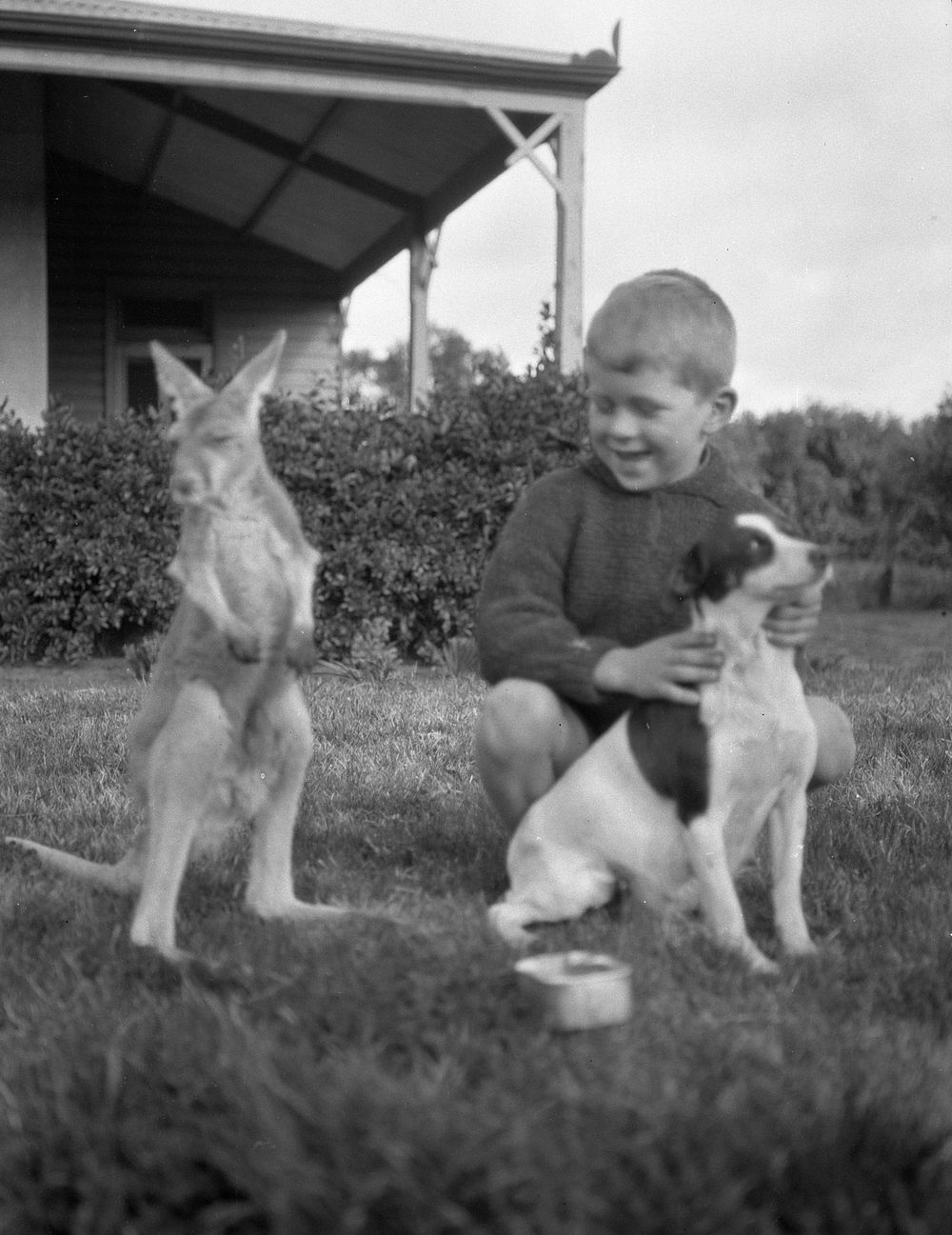 Young boy and animal friends.