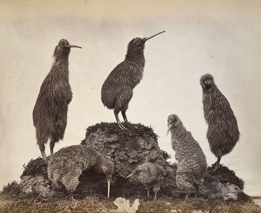 Group of Kiwis, Canterbury Museum (1880).