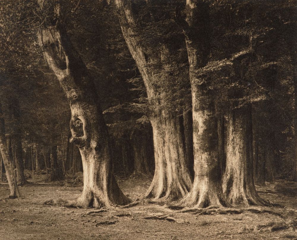 Beech trees, Wakatipu, NZ (circa 1917) by George Chance.