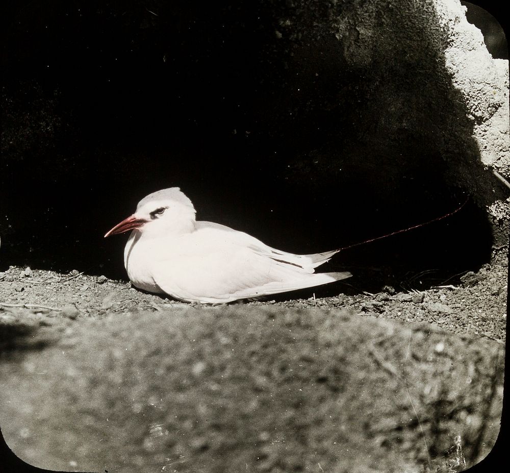 Red-tailed Tropic Bird, Kermadec Islands (1906) by Geoffrey Buddle.