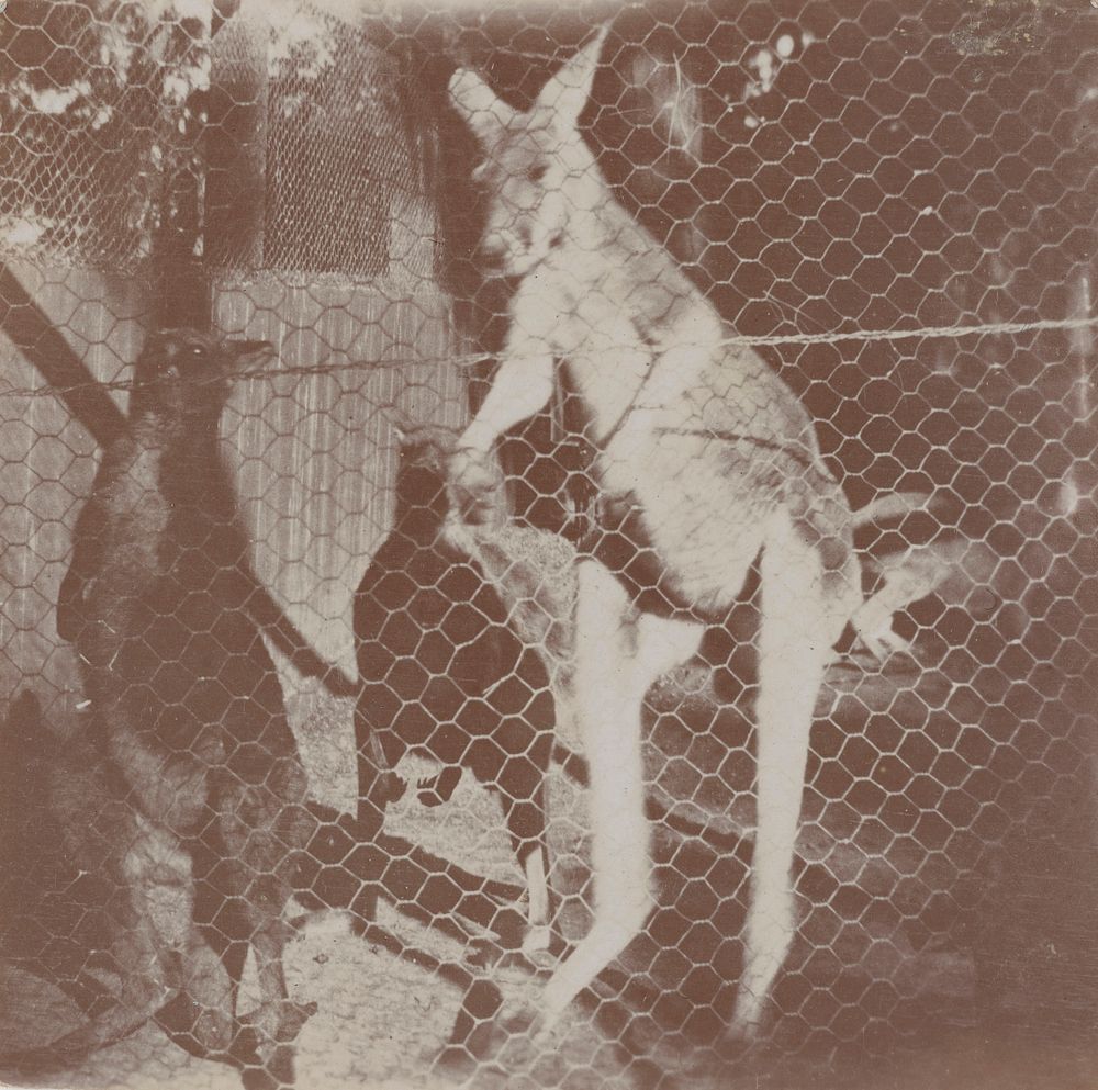 [Kangaroo in an enclosure] (1920s to 1930s) by Roland Searle.
