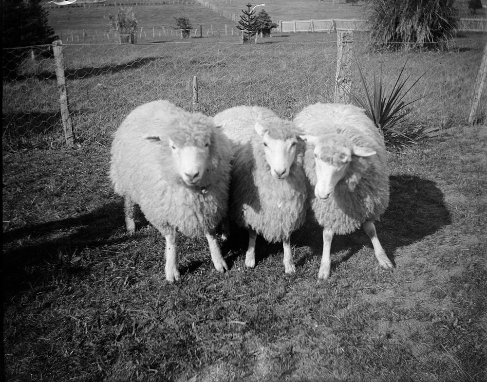 Pet lambs (circa 1909) by Leslie Adkin.