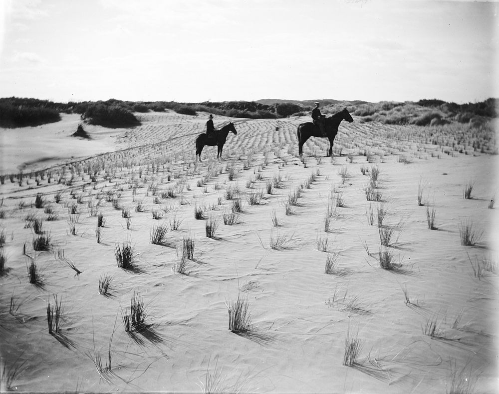 Horowhenua dune belt - marrow grass by Leslie Adkin.