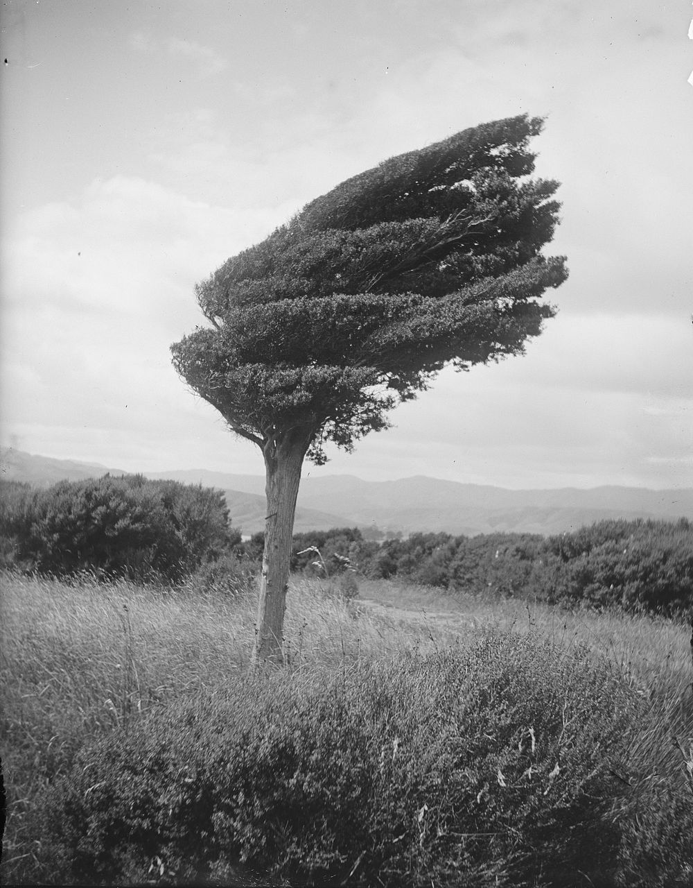 Small totara tree on ridge above Long Point, Porirua Harbour bent towards the south-east by the prevailing north-westerly…