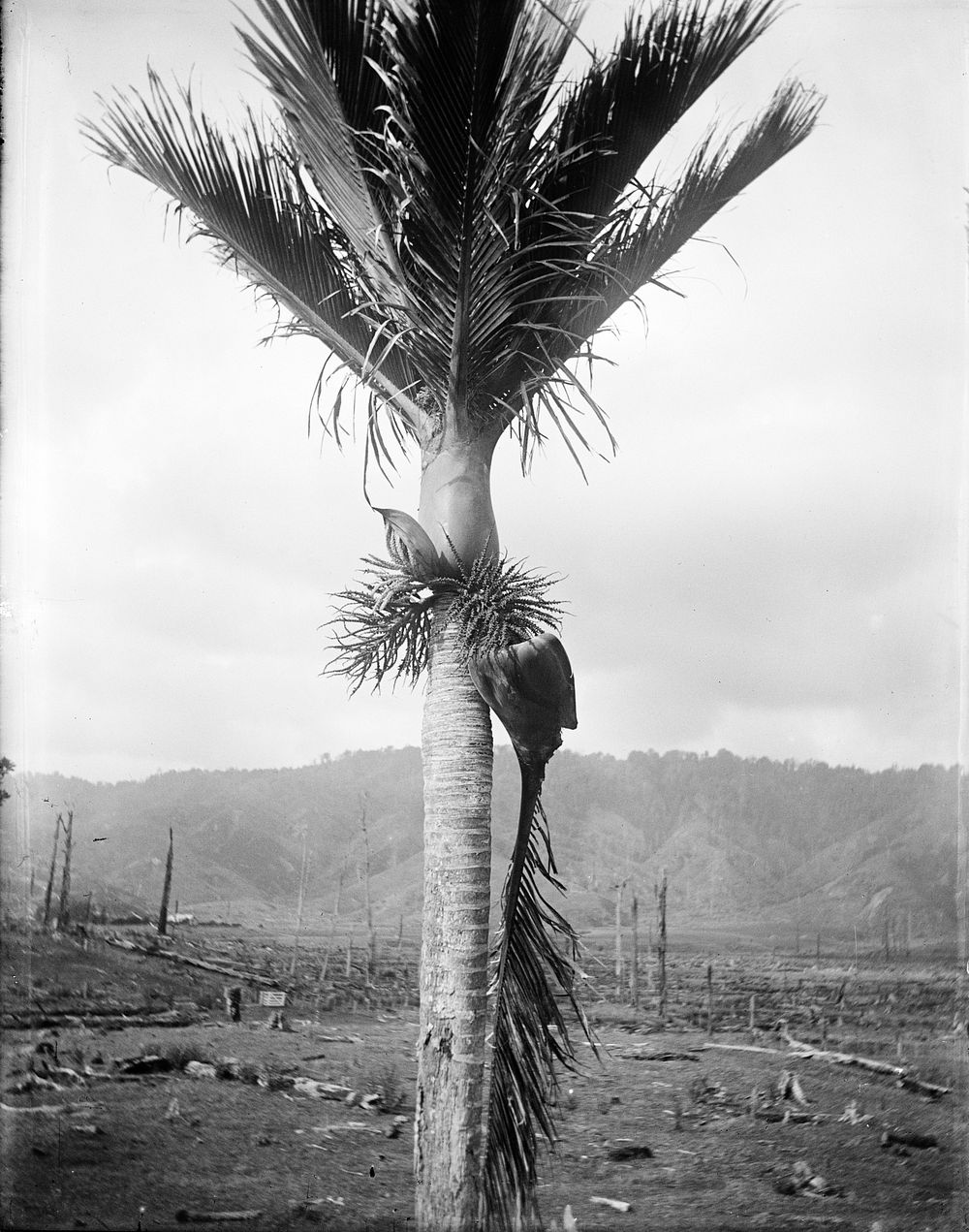 A nikau palm showing the bi-annual casting of a leaf (13 April 1906) by Leslie Adkin.