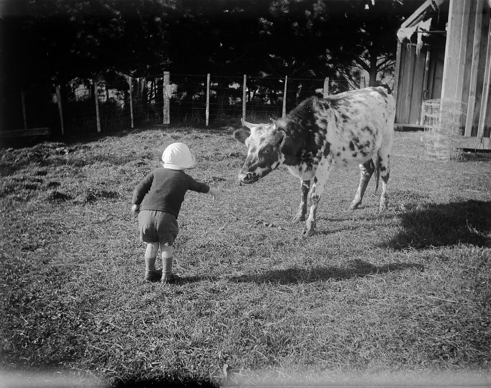 Clyde feeding Bess the cow (19 June 1921).