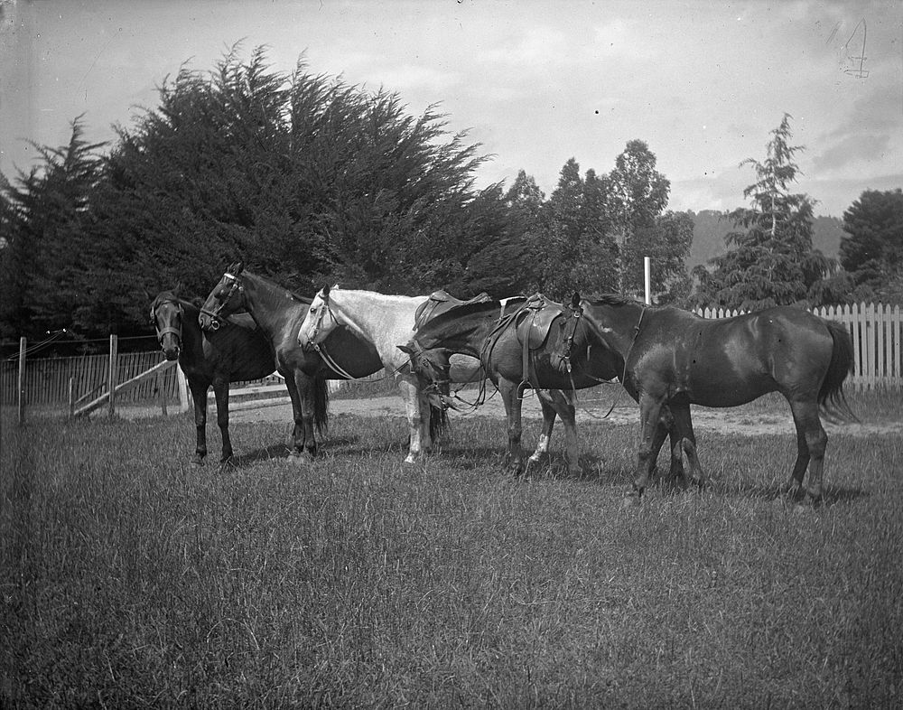 Another view of our horses 27.12.08 (27 December 1908) by Leslie Adkin.