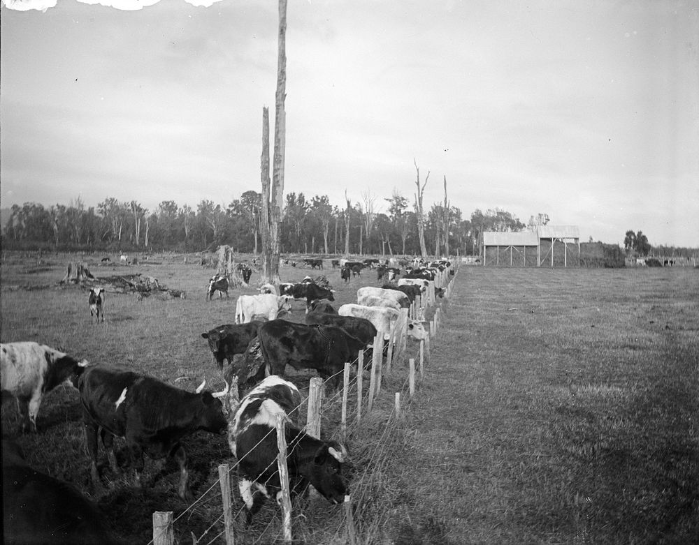 Hayfeeding cattle in steward paddock in winter 2.7.05 (02 July 1905) by Leslie Adkin.