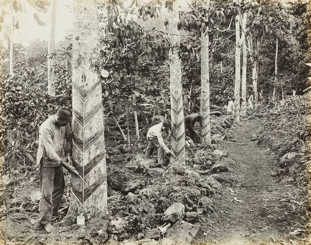 Tapping rubber trees.  From the album: Samoa (circa 1918) by Alfred James Tattersall.