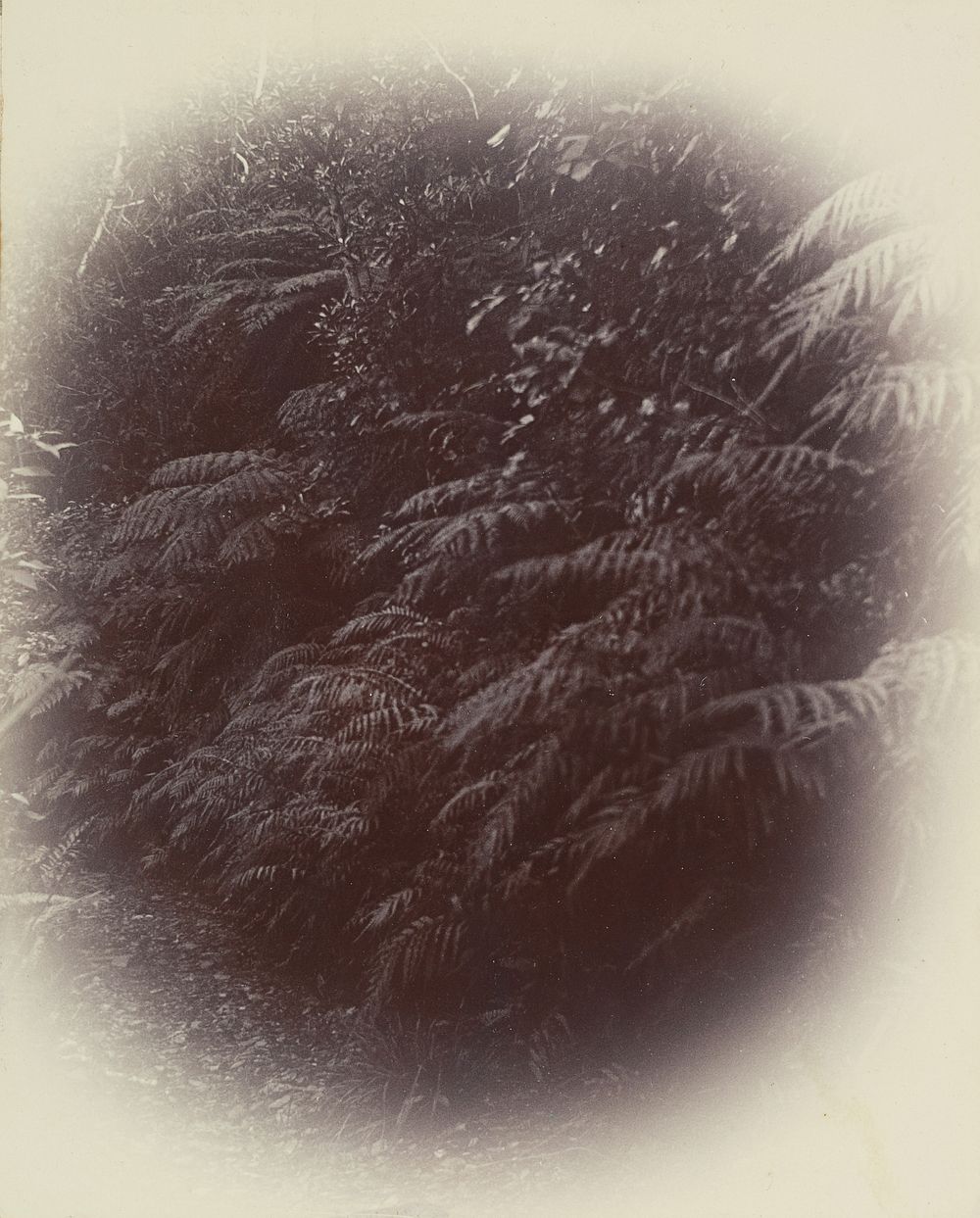 Ferns. From album: Hand camera work photograph album (circa 1898) by Charles Watson.