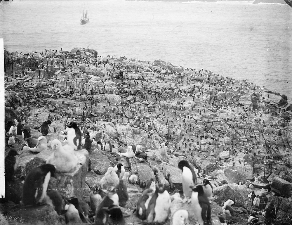 Mollyhawks and penguins, Bounty Island (circa 1888) by William Dougall and Burton Brothers.