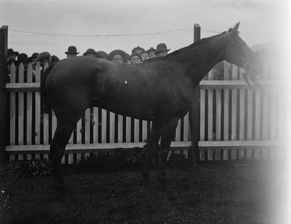 Winner of the Parliamentary Handicap (1904).