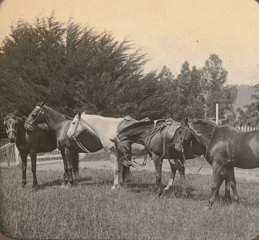 Cheslyn Rise, horses (riding). From the album: Family photographs; circa 1910 (circa 1910) by Leslie Adkin.