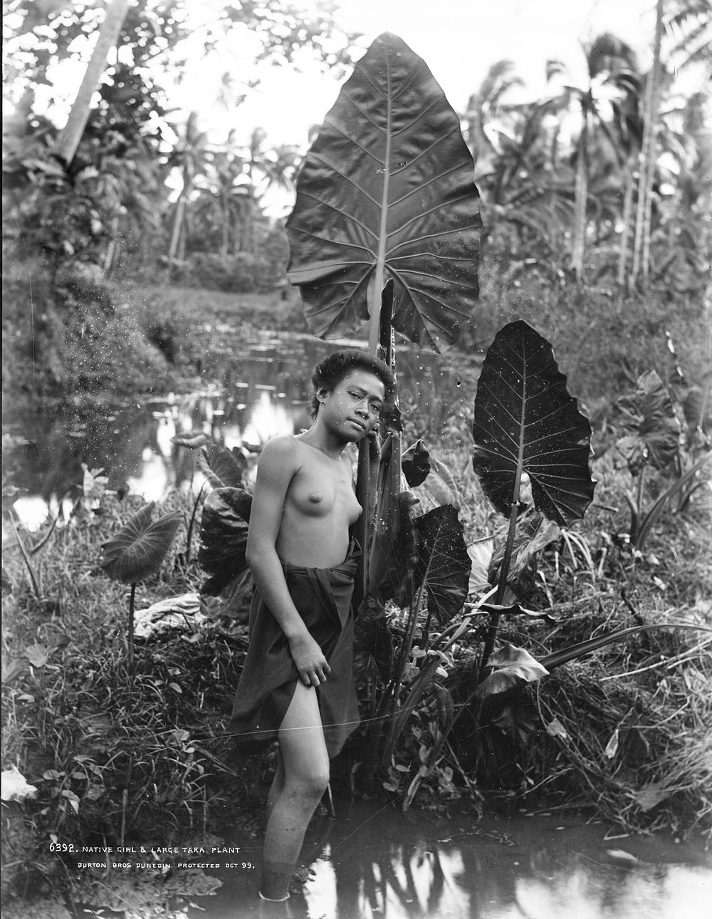 Native girl and large tara plant by Muir and Moodie.