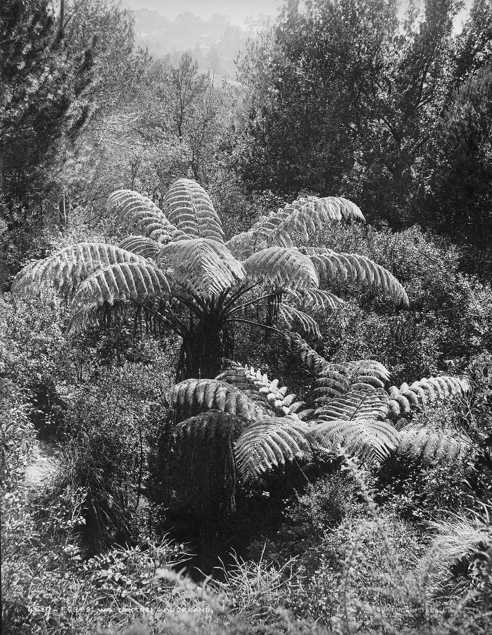 Ferns, Waitakerei, Auckland by Burton Brothers.