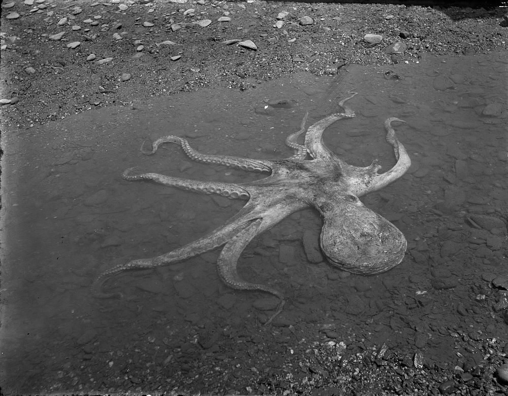 Octopus by Fred Brockett.