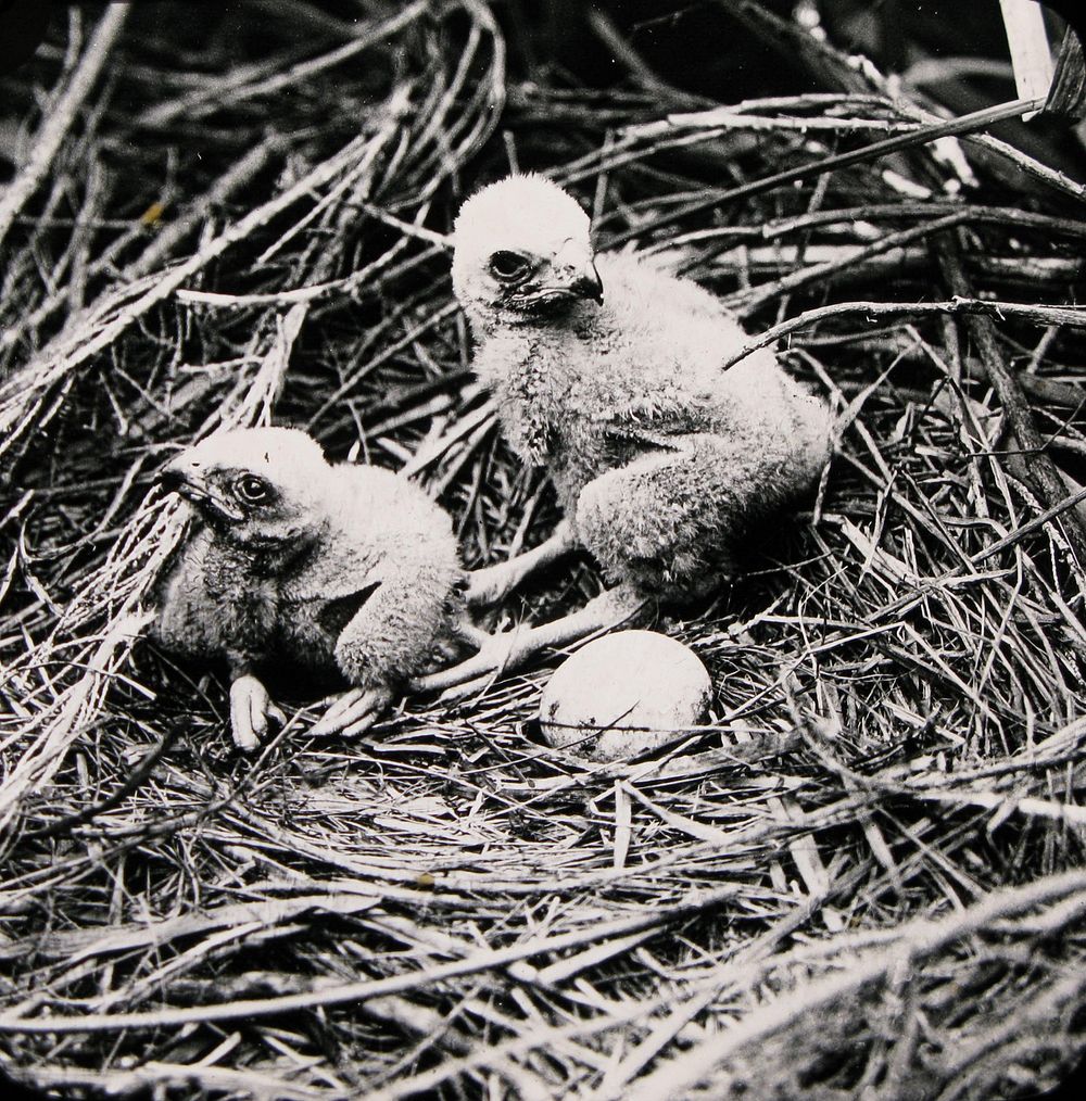 Young Hawks, Kaipara (circa 1905) by Geoffrey Buddle.