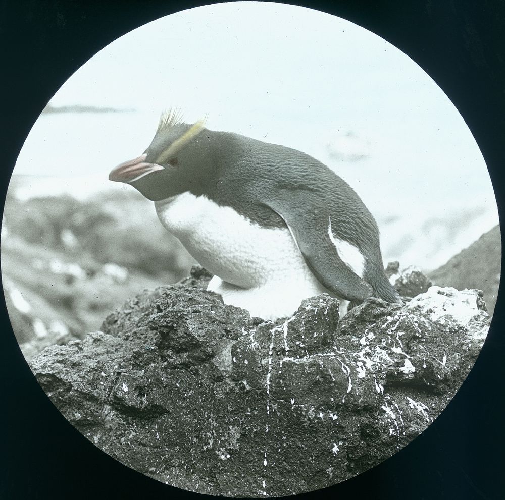 Big crested (sclater) penguin, Antipodes Islands (20 November 1907) by Geoffrey Buddle.