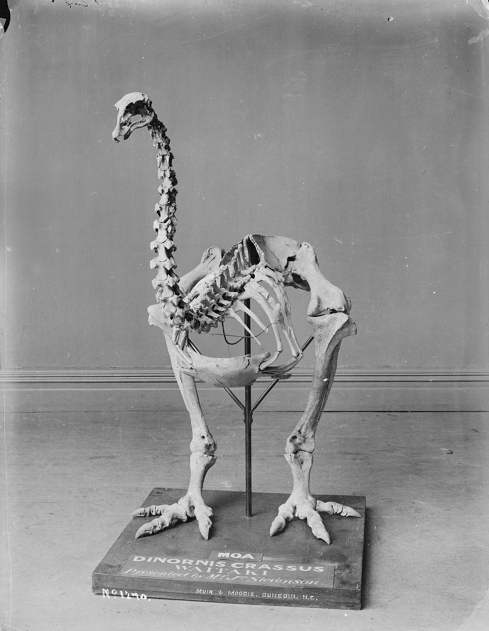 Moa skeleton (circa 1880) Burton | Free Photo - rawpixel