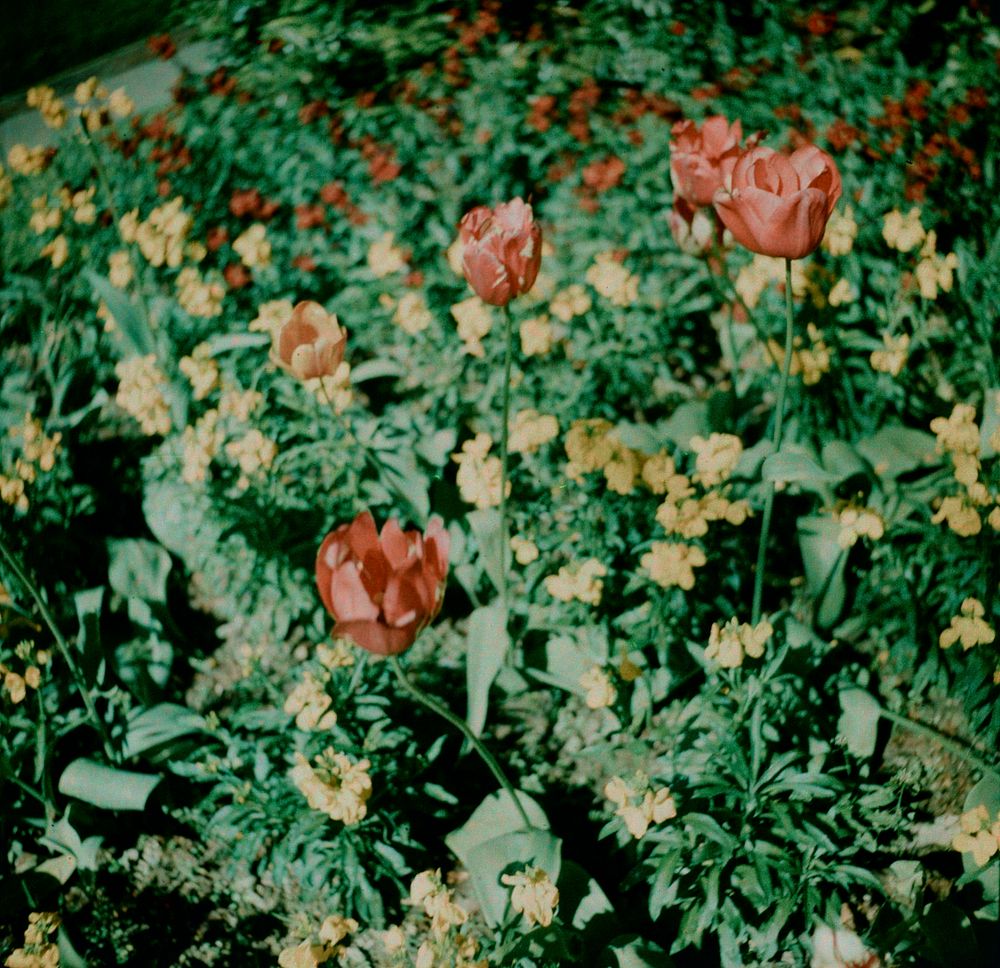 Poppies (1935-40) by J W Chapman Taylor.