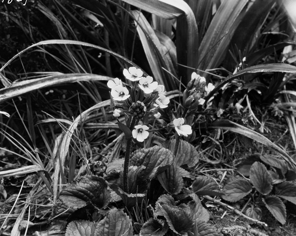 Ourisia macrophylla (New Zealand Mountain Foxglove) (circa 1922) by Dr Leonard Cockayne FRS.