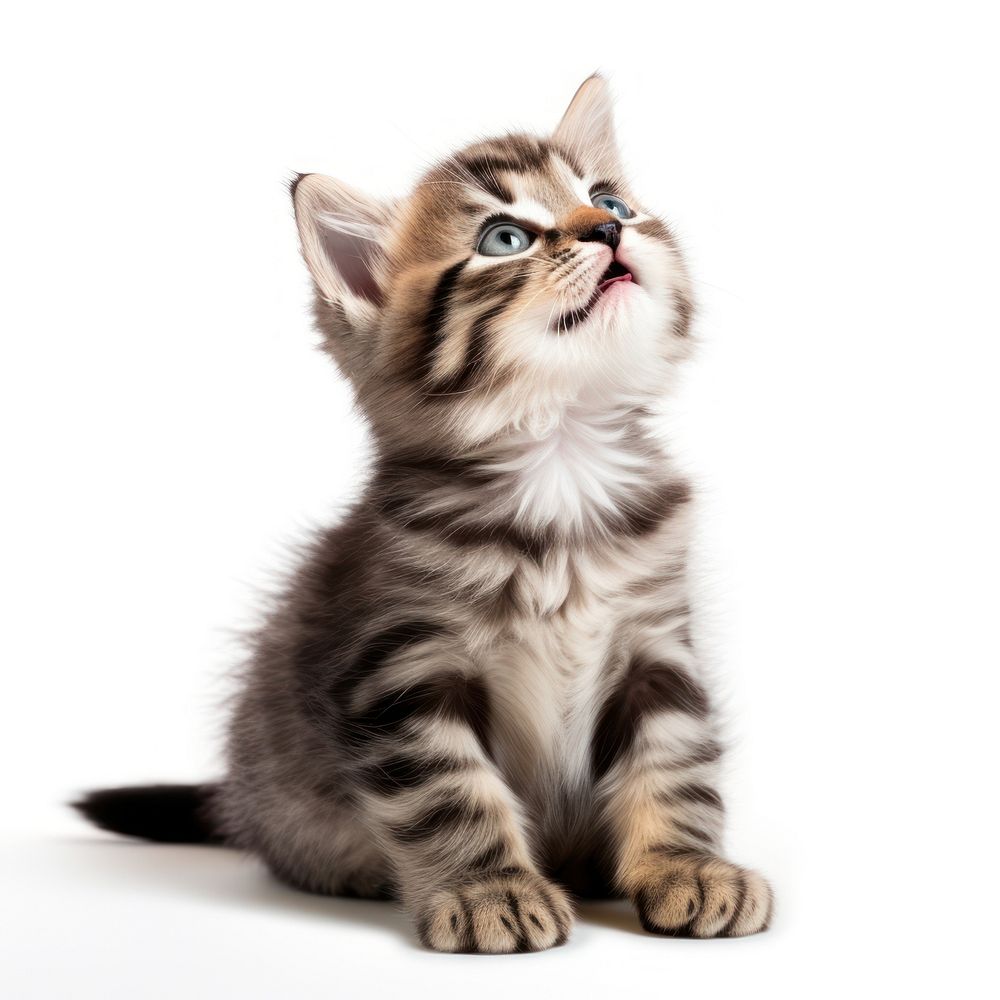 Cute kitten portrait looking animal. AI generated Image by rawpixel.