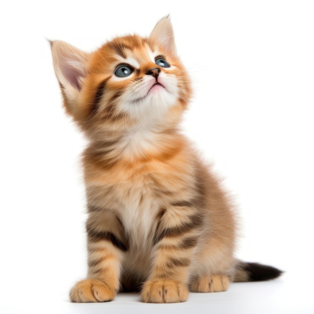 Cute kitten portrait mammal animal. AI generated Image by rawpixel.