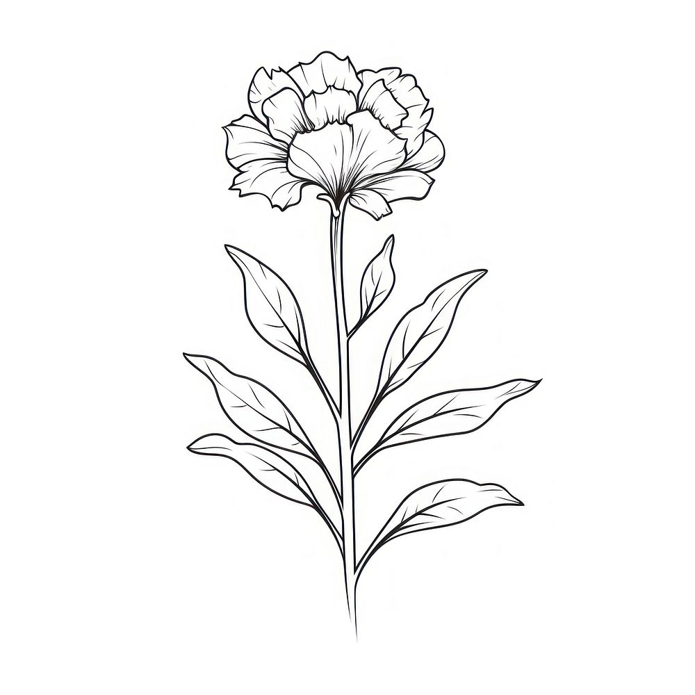 Flower blossom plant sketch drawing white. AI generated Image by rawpixel.