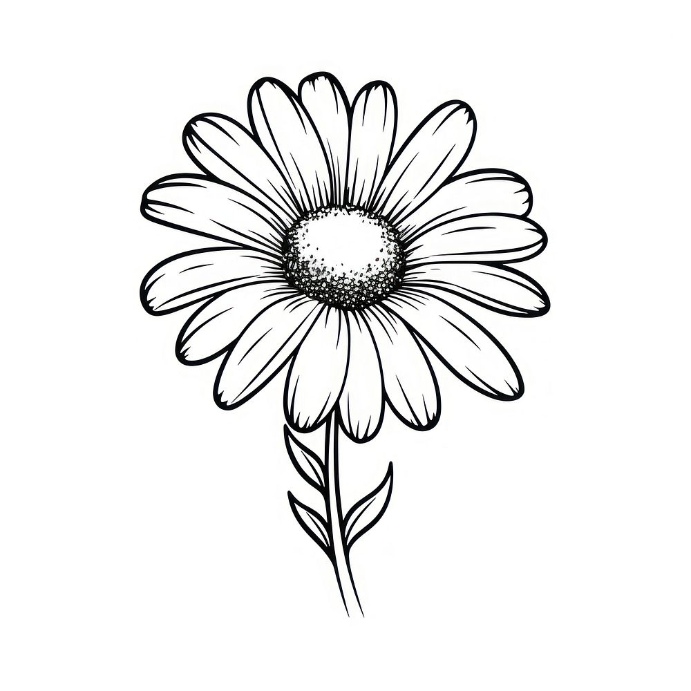 Flower daisy flower drawing sketch. AI generated Image by rawpixel.