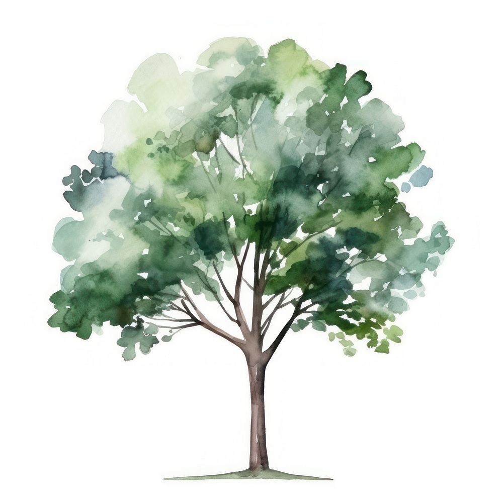 Tree plant white background watercolor paint. AI generated Image by rawpixel.