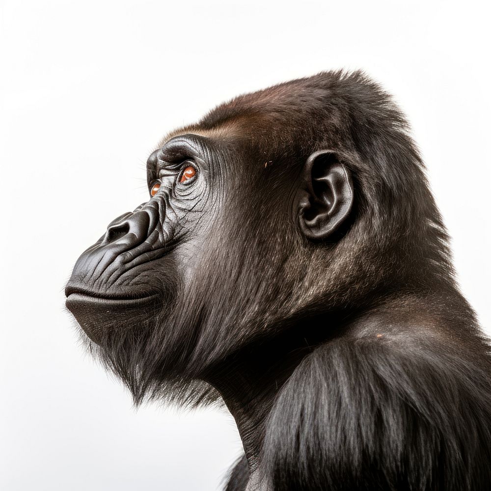 Gorilla wildlife animal mammal. AI generated Image by rawpixel.