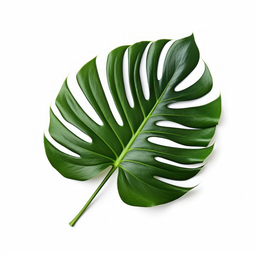 Tropical leaves plant leaf white background. AI generated Image by rawpixel.