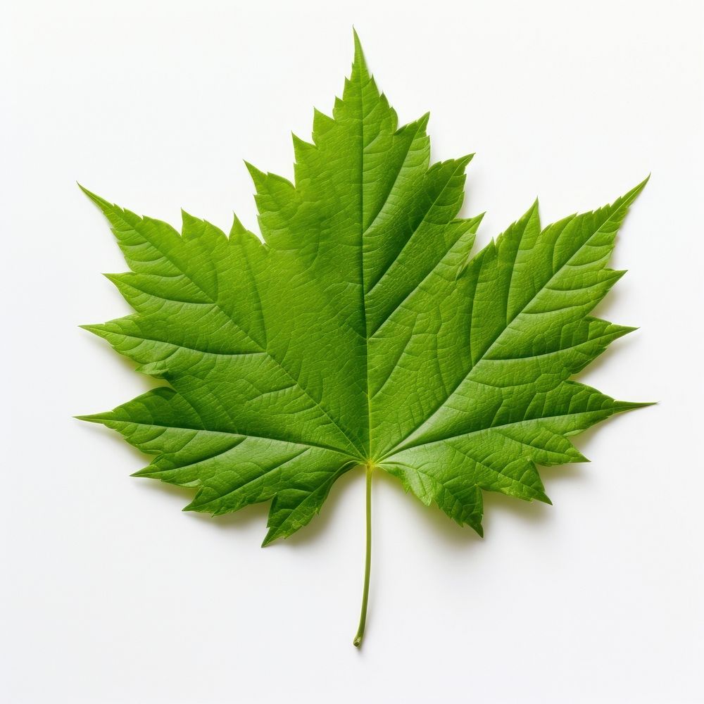 Leaf maple plant green. AI generated Image by rawpixel.