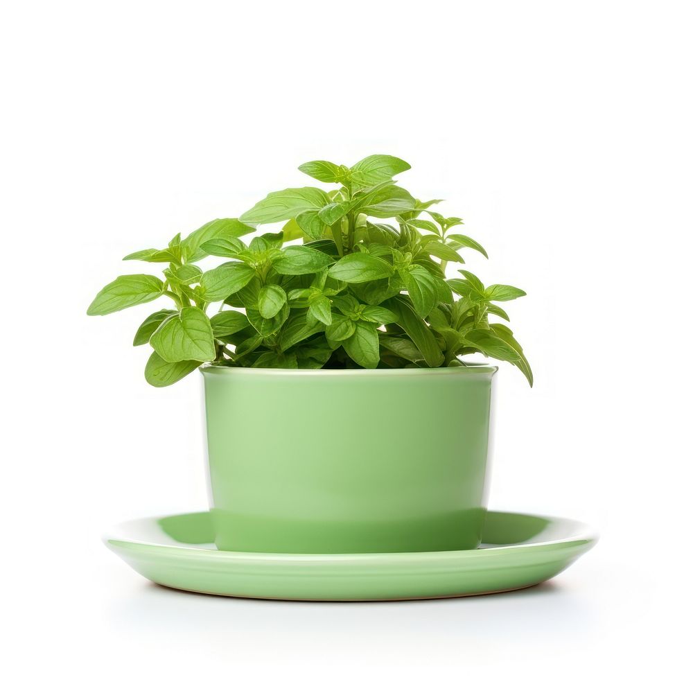 Single green pot with saucer plant herbs leaf. AI generated Image by rawpixel.