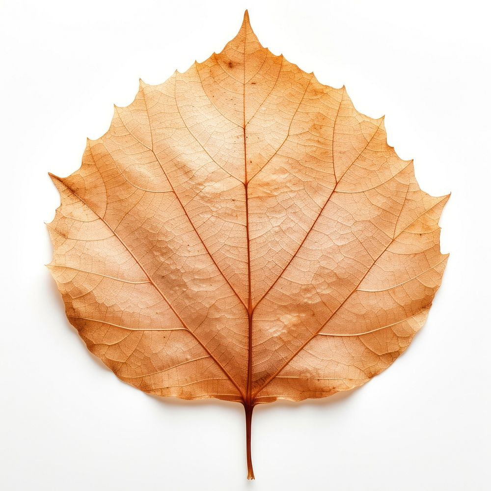 Leaf plant tree dry. AI generated Image by rawpixel.