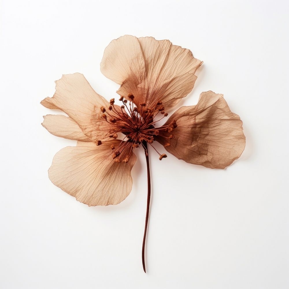 Treasure flower petal plant fragility. AI generated Image by rawpixel.