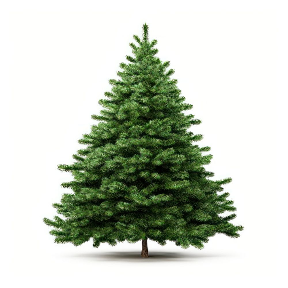 Green christmas tree plant pine fir. AI generated Image by rawpixel.
