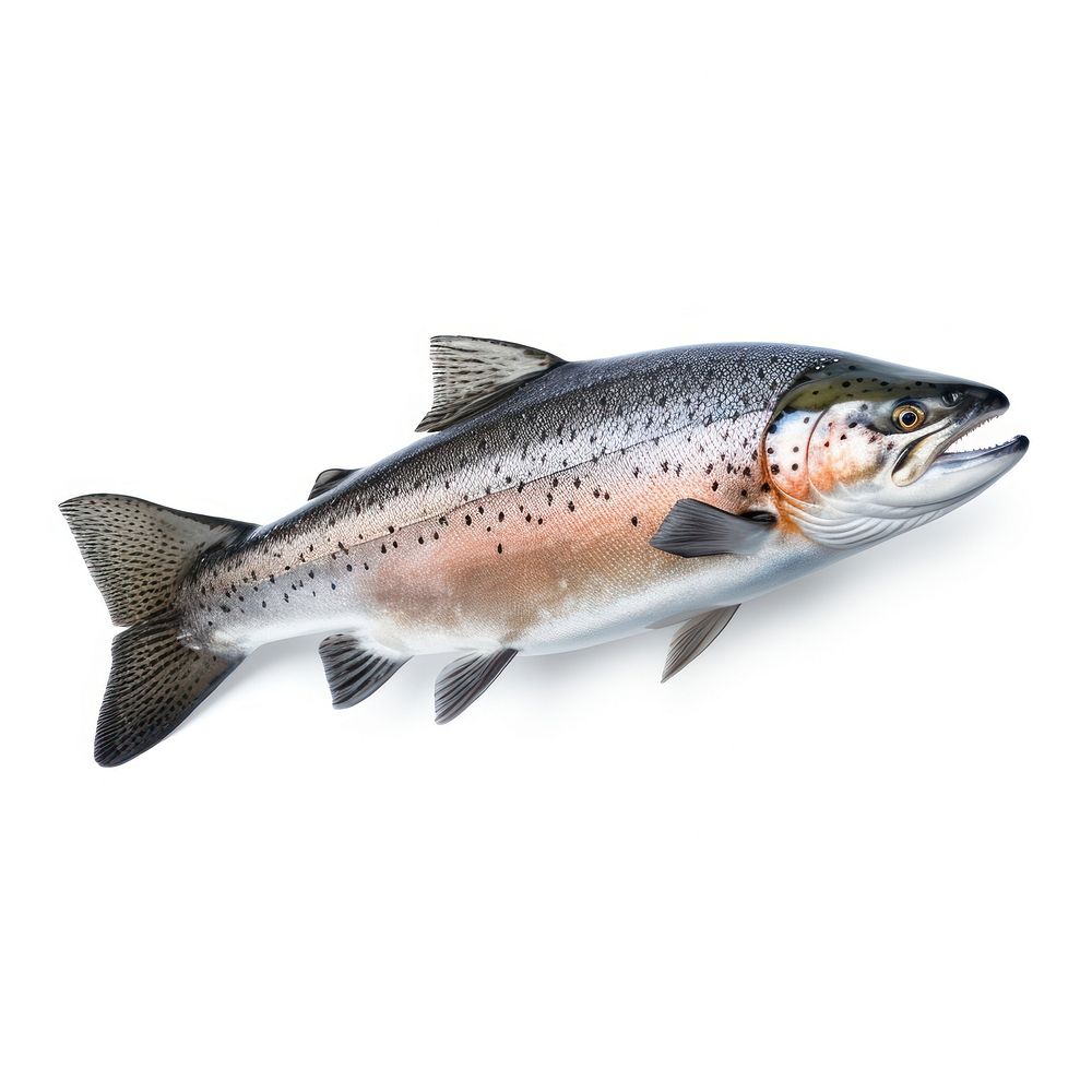 Atlantic Salmon animal trout fish. AI generated Image by rawpixel.