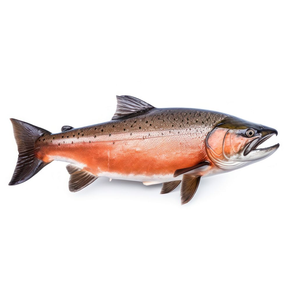 Chum Salmon animal trout fish. Free Photo rawpixel