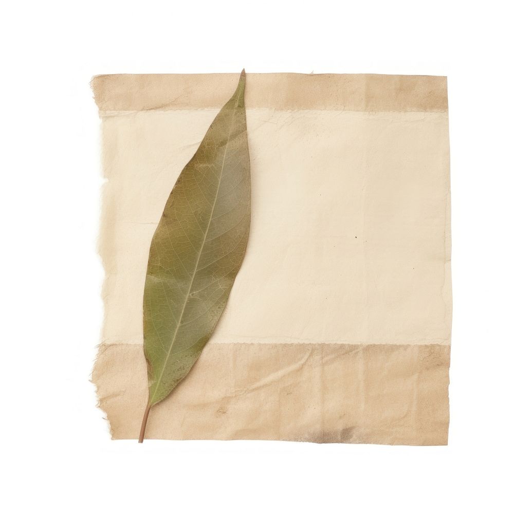 Leaf plant white background crumpled. AI generated Image by rawpixel.